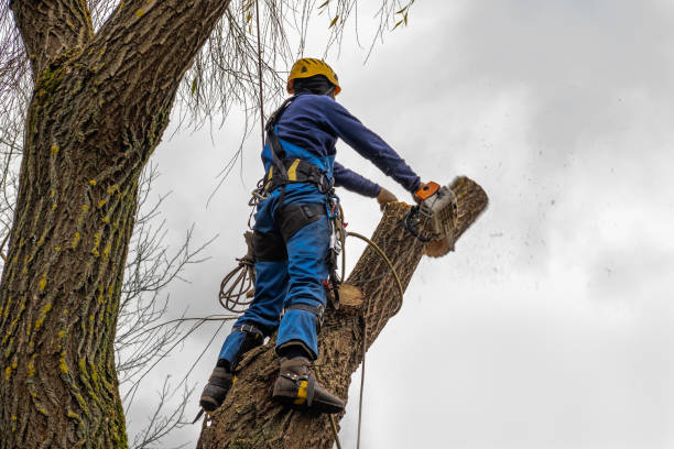 Best Stump Grinding and Removal  in Menomonee Falls, WI