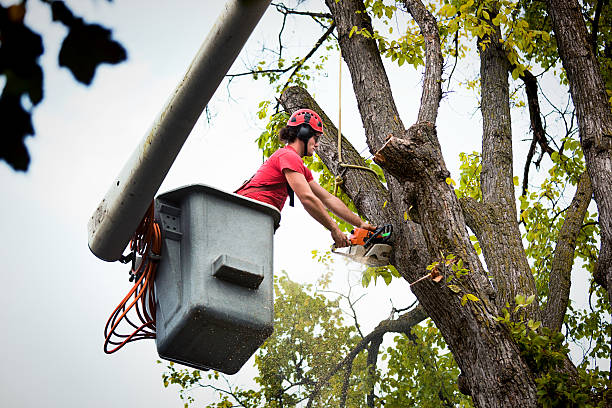 How Our Tree Care Process Works  in  Menomonee Falls, WI